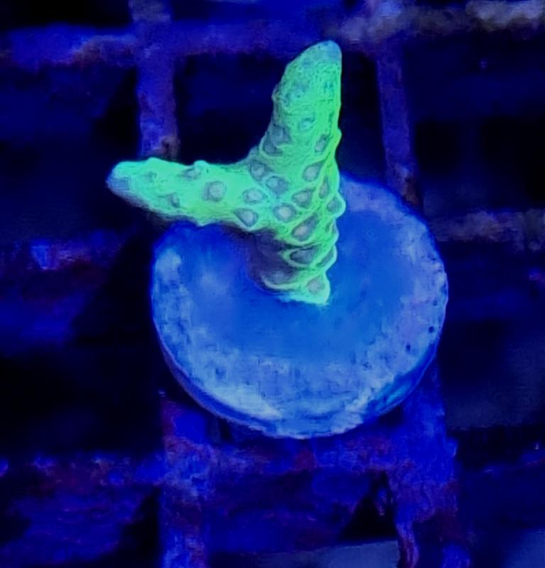 Anacropora Green Goblin